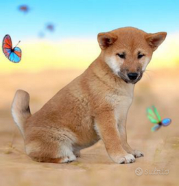 Shiba Inu pedigree ENCI