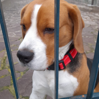 Beagle maschio