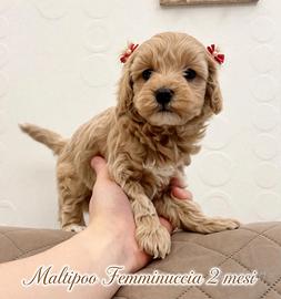 Maltipoo mini toy