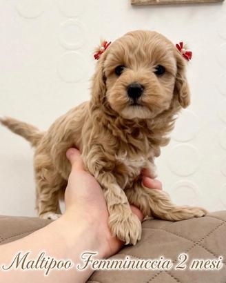 Maltipoo mini toy