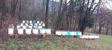 Nuclei api - famiglie