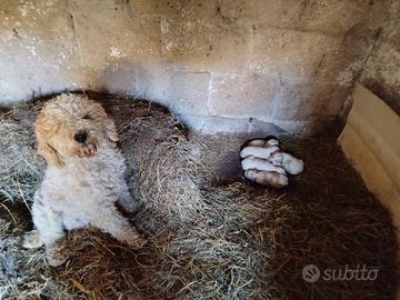 Lagotto romagnolo