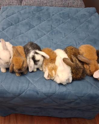 Cuccioli conigli arieti e testa di leone