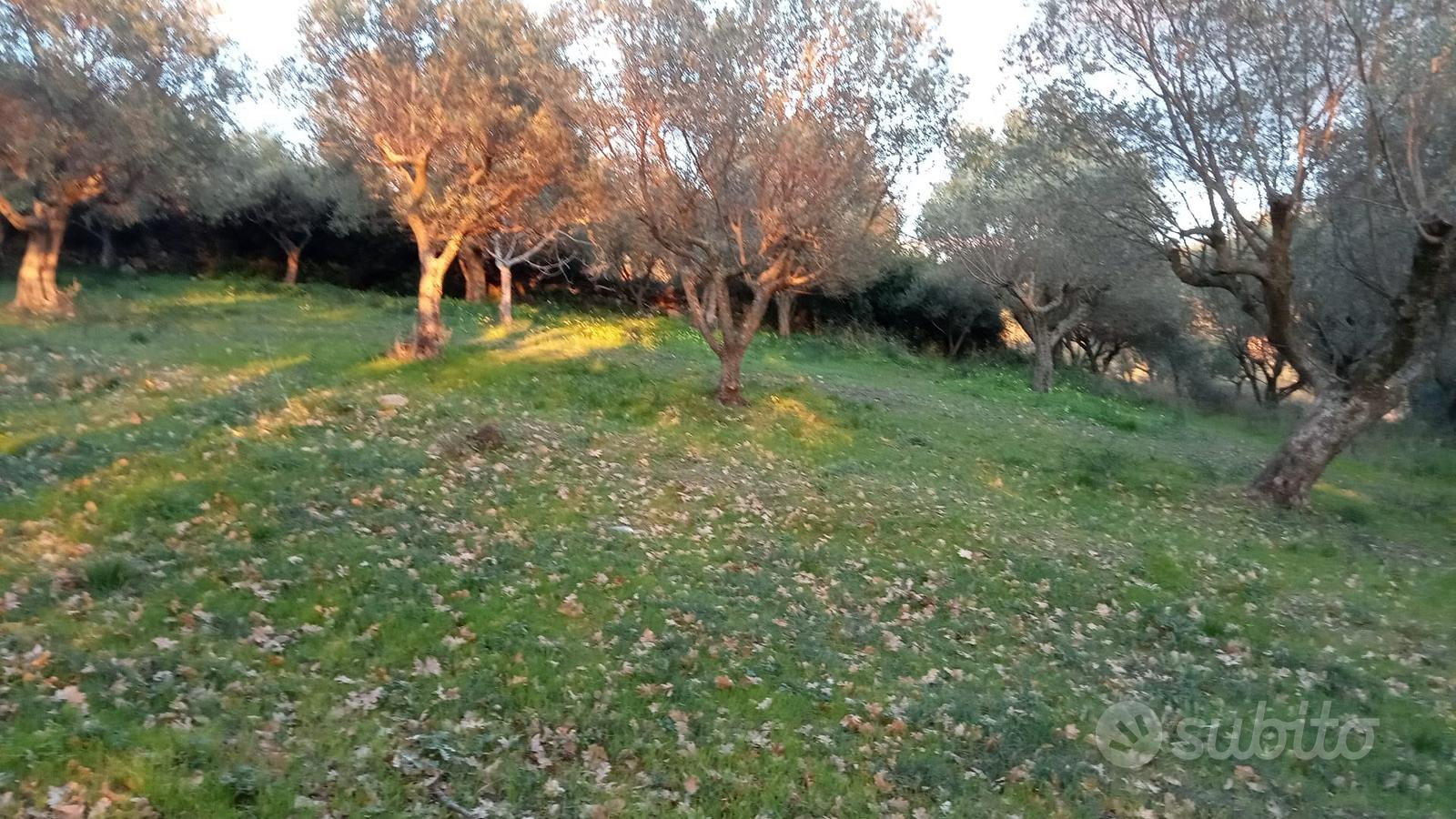 Terreno di ulivo - Vista 5