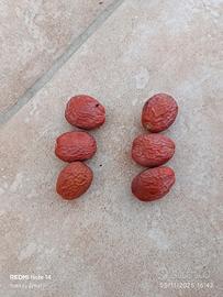 semi piante di cycas