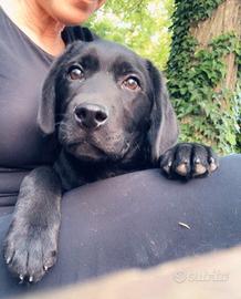 Cucciolo 4 mesi neri