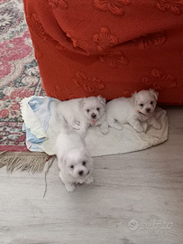 Cucciolo maltese