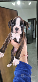 Cucciola Boxer