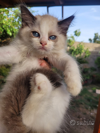 Ragdoll cuccioli