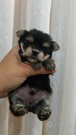 cuccioli di Yorkshire