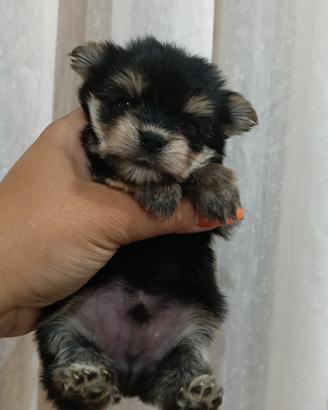 cuccioli di Yorkshire