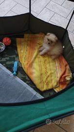 Pomeriana spitz mini toy