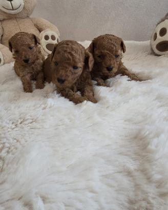 Barboncino Barbone Toy Fulvo Enci