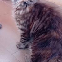 Cuccioli Maine Coon