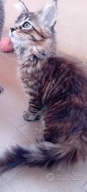 Cuccioli Maine Coon