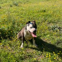 Pitbull