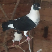 Piccioni razza triganini