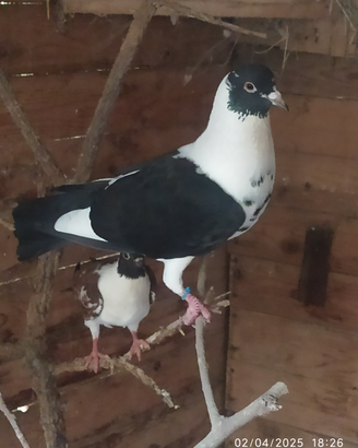 Piccioni razza triganini