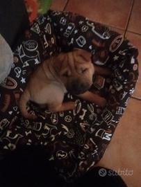 Cucciolo di Sharpei