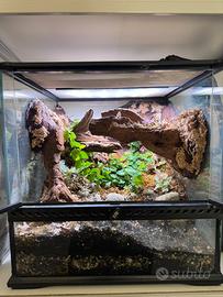 Terrario bioattivo con skylight e fogger