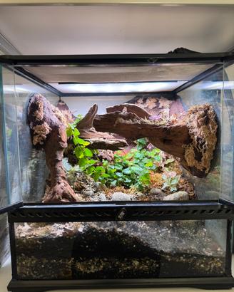 Terrario bioattivo con skylight e fogger