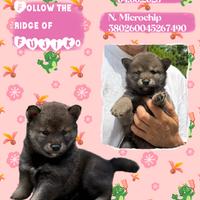 Shiba con pedigree ENCI da all. con affisso ENCI
