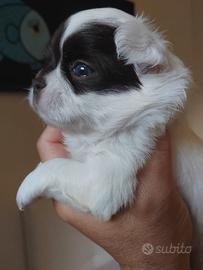 Chihuahua maschietto pelo lungo Pedigree Enci 