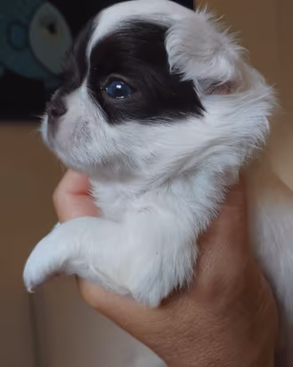 Chihuahua maschietto pelo lungo Pedigree Enci 