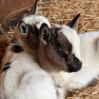 Caprettini Tibetani Puri