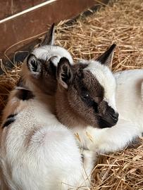 Caprettini Tibetani Puri