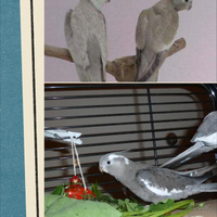 Calopsiti prestigiosi addestrati al contatto umano