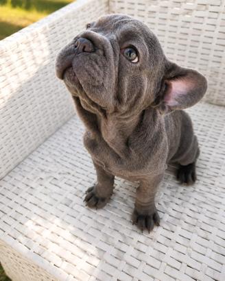 Cucciola bulldog francese big rope blu
