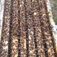 Nuclei di api ligustiche