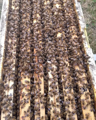 Nuclei di api ligustiche