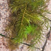ceratophyllum demersum 