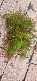 ceratophyllum demersum 