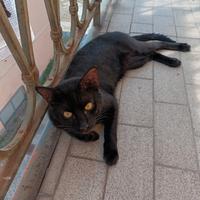Gatto maschio