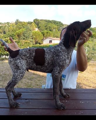 Cuccioli kurzhaar genitori ottimi cacciatori