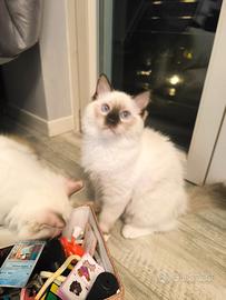 Ragdoll cuccioli con pedigree