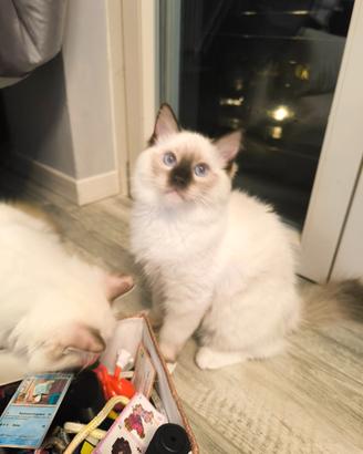 Ragdoll cuccioli con pedigree