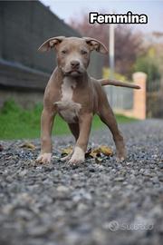 Cuccioli di Pit Bull anche a RATE