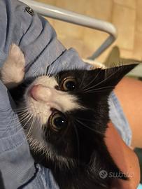 Gattina di 4 mesi e mezzo