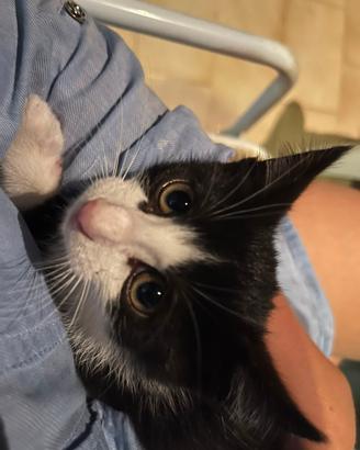 Gattina di 4 mesi e mezzo