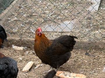 Galline Marans