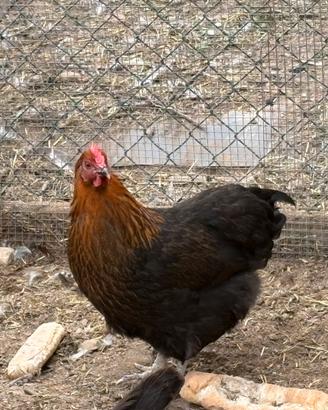 Galline Marans