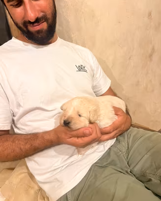 Cucciolo maschio maremmano