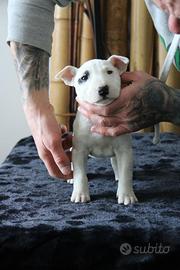 Bull terrier miniature