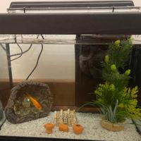 Acquario per pesci