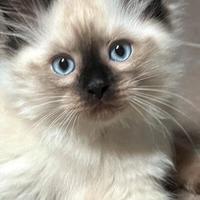 Gattini Siberiani pedigree Enfi