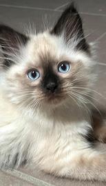 Gattini Siberiani pedigree Enfi